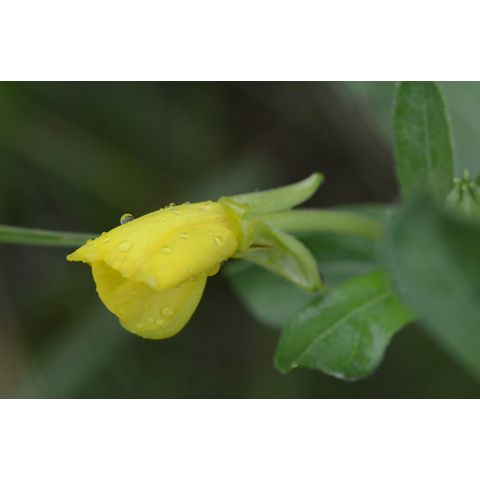 Oenothera villosa