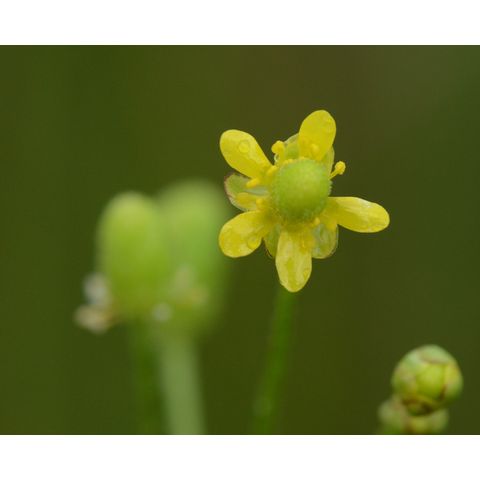 Ranunculus cymbalaria