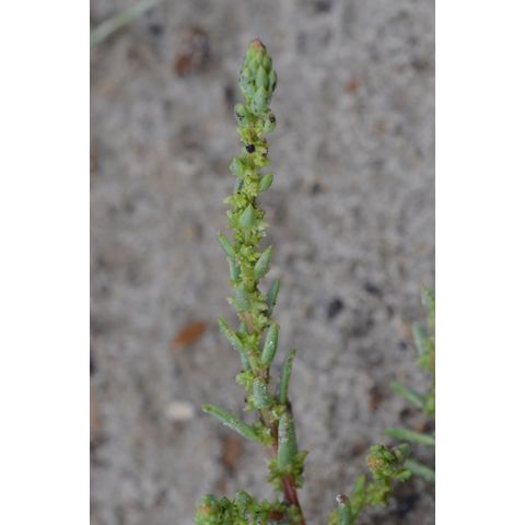 Suaeda calceoliformis