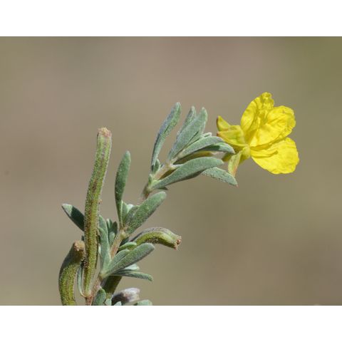 Calylophus serrulatus