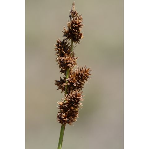 Carex sartwellii