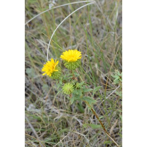 Grindelia squarrosa