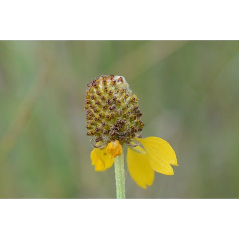 Ratibida columnifera
