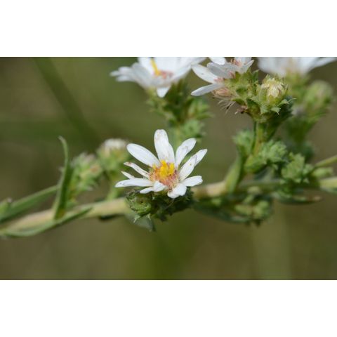 Symphyotrichum ericoides