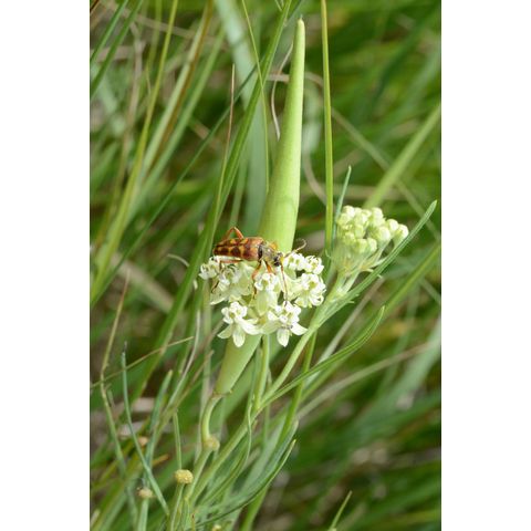 Asclepias verticillata