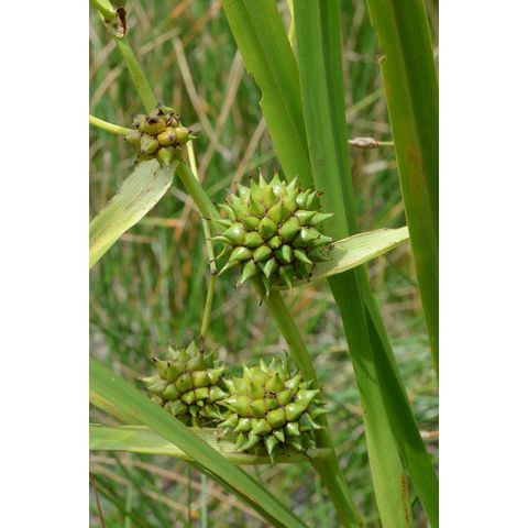 Sparganium eurycarpum
