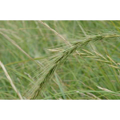 Elymus canadensis