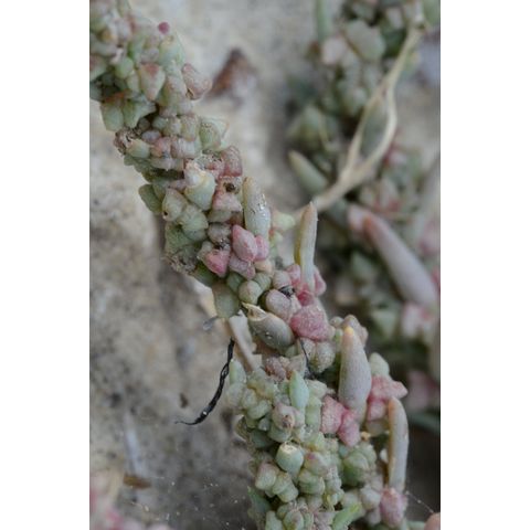 Suaeda calceoliformis
