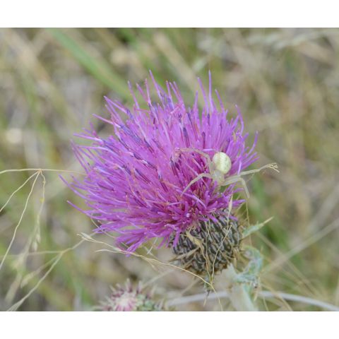 Cirsium flodmanii