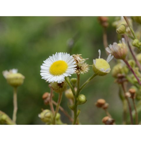 Erigeron strigosus