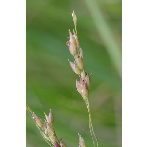 Panicum virgatum