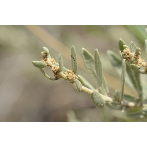 Atriplex nuttallii