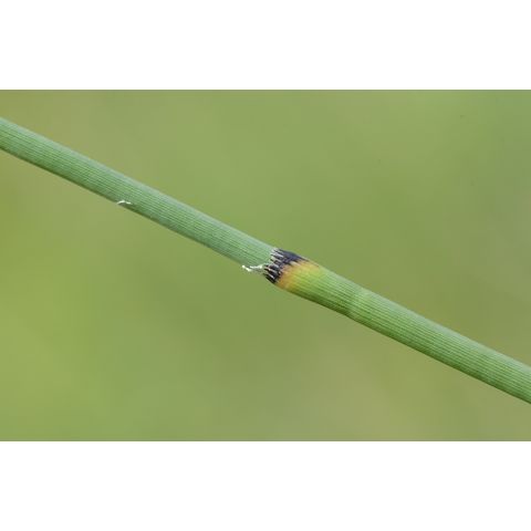 Equisetum laevigatum