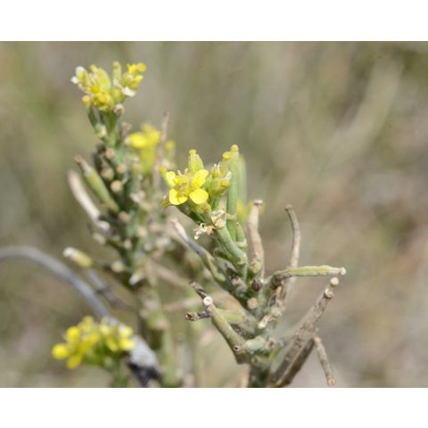 Erysimum cheiranthoides