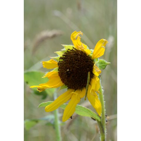 Helianthus petiolaris
