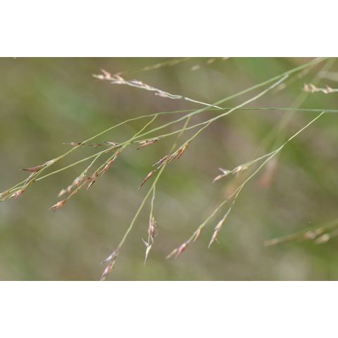 Panicum virgatum