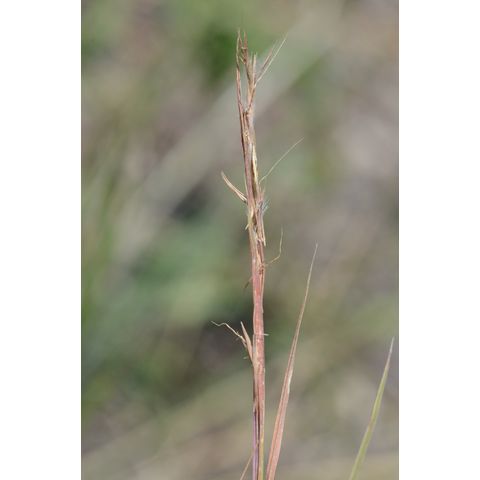 Andropogon gerardii