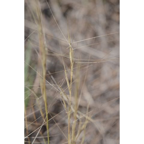 Aristida purpurea