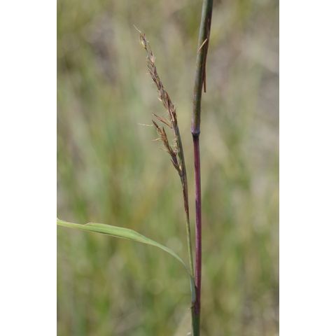 Andropogon gerardii
