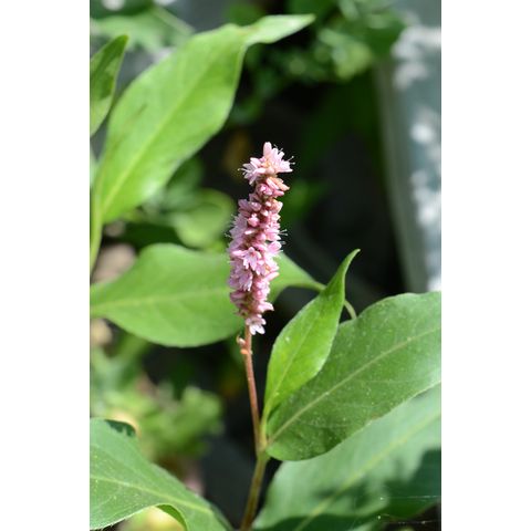 Polygonum amphibium