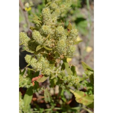 Rumex maritimus