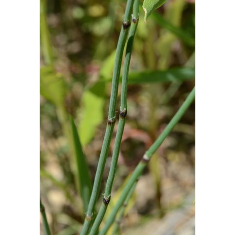 Equisetum laevigatum