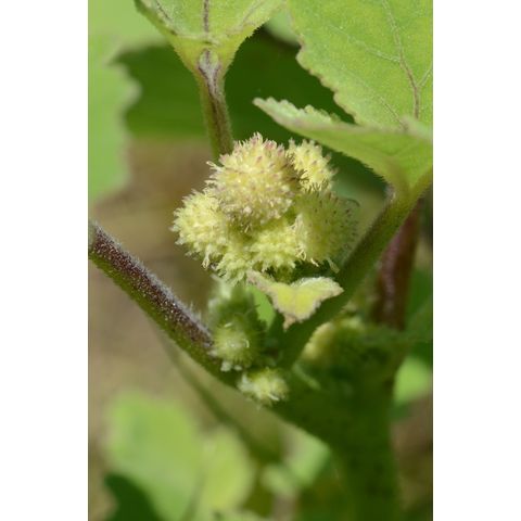 Xanthium strumarium