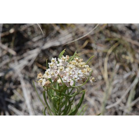 Asclepias verticillata