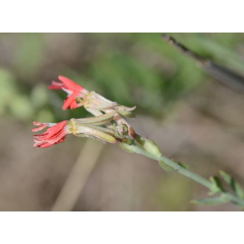 Gaura coccinea