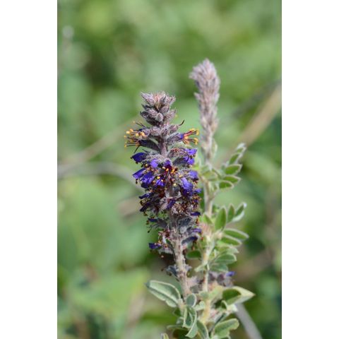 Amorpha canescens