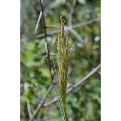 Andropogon gerardii