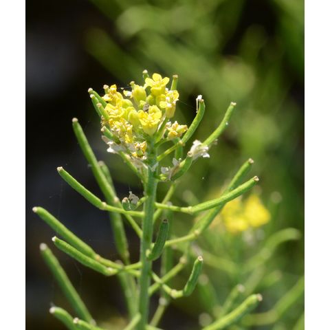 Erysimum cheiranthoides