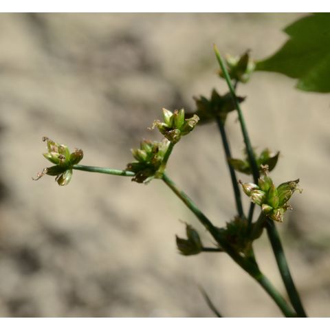 Juncus articulatus