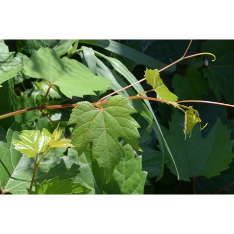Vitis riparia