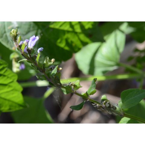 Scutellaria lateriflora