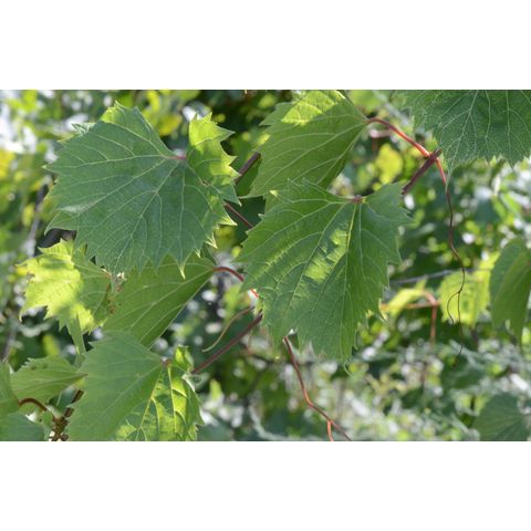 Vitis vulpina