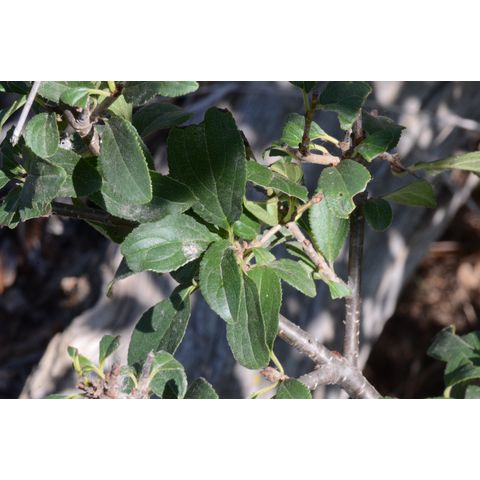 Rhamnus cathartica