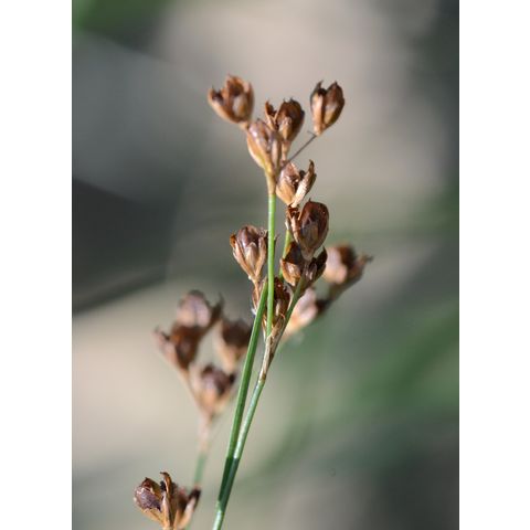 Juncus compressus