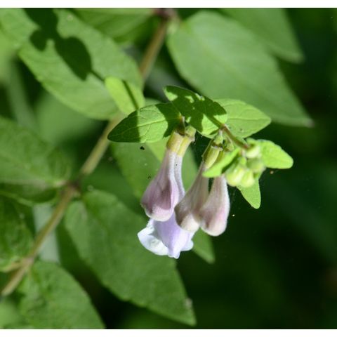 Scutellaria galericulata