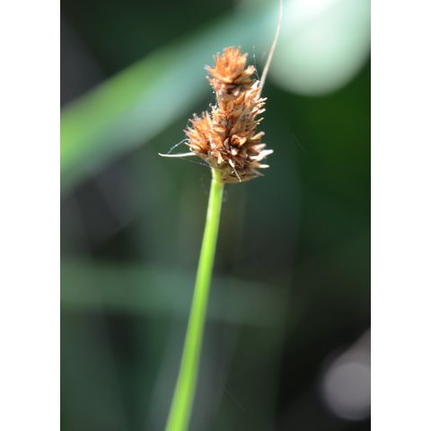 Carex brevior