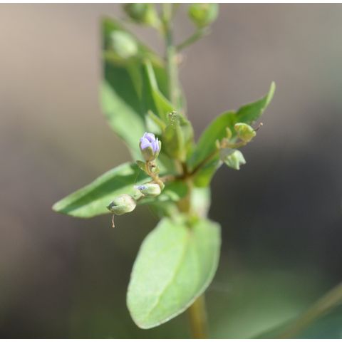 Veronica anagallis-aquatica