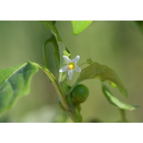 Solanum ptycanthum
