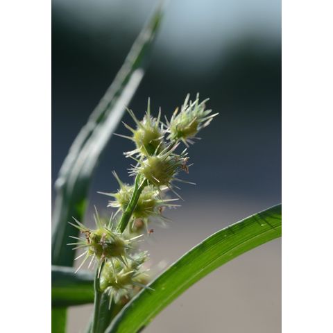 Cenchrus longispinus