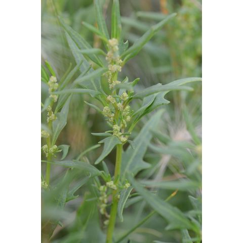 Chenopodium rubrum