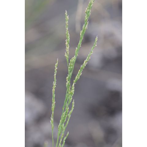 Agrostis stolonifera