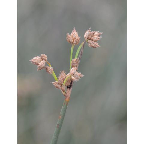 Schoenoplectus acutus