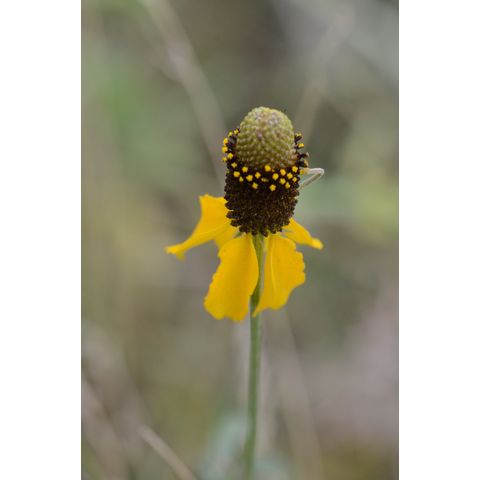 Ratibida columnifera