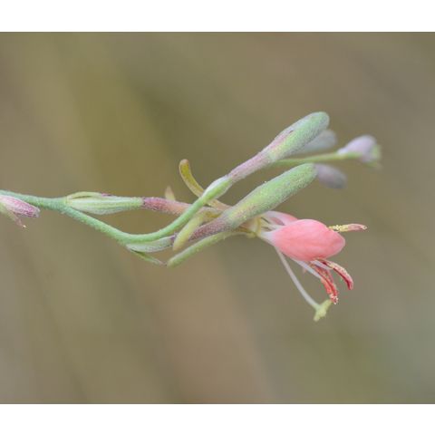 Gaura coccinea