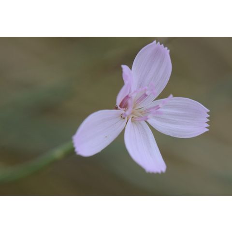 Lygodesmia juncea