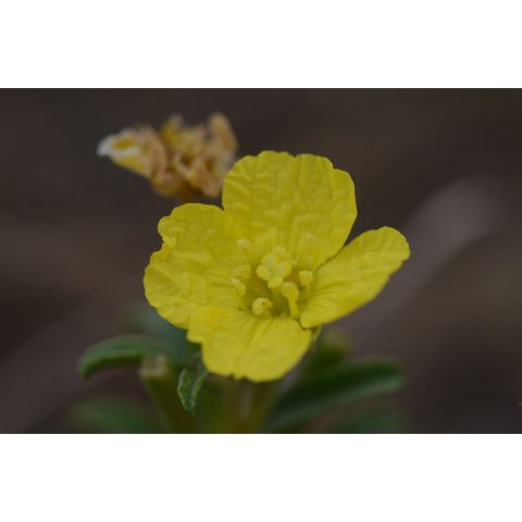 Calylophus serrulatus